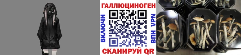 Галлюциногенные грибы Psilocybine cubensis  Глазов 